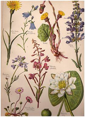 Storchův přírodopis v obrazích: rostlinstvo a nerostectvo ve 270 vyobrazeních k názornému vyučování
