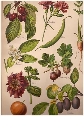 Storchův přírodopis v obrazích: rostlinstvo a nerostectvo ve 270 vyobrazeních k názornému vyučování